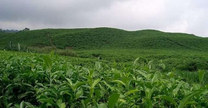 640px-Plantation_de_thé_-_Ouest_du_Cameroun 640px-Plantation_de_thé_-_Ouest_du_Cameroun