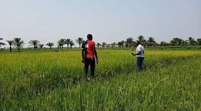 640px-Rice_field_DRC