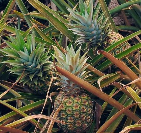 Ananaspflanze