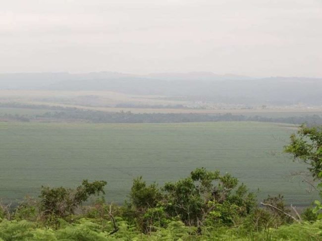Canne_à_sucre_franceville_gabon_2006 Canne_à_sucre_franceville_gabon_2006