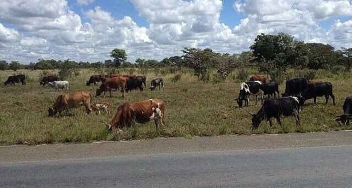 Cows_grazing_under_the_african_sun