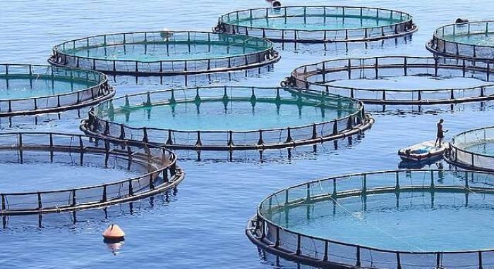 Fish-farm-hero Fish-farm-hero