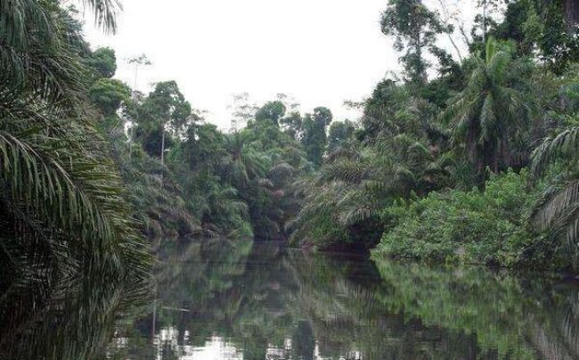 Gabon-26730 Gabon-26730