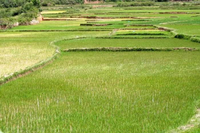 Madagascar Agro-industries