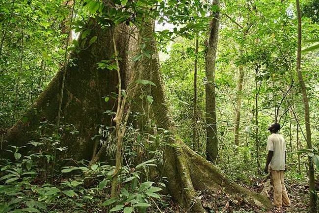 Rainforest_Gabon Rainforest_Gabon