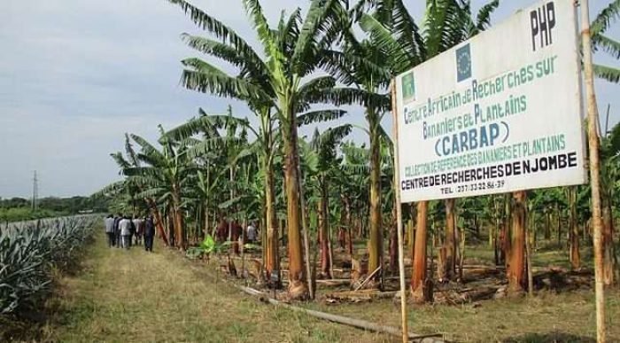 Vue_collection_de_reférence_du_CARBAP_à_Njombé,_Cameroun